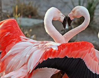 Dance of Flamingos